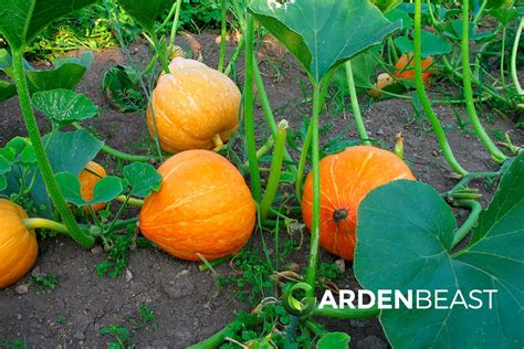 How to Grow Pumpkins: The Complete Guide .